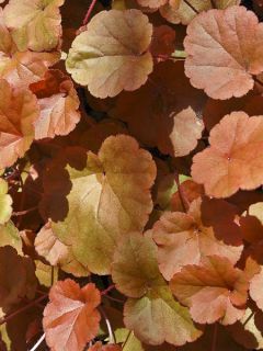 Heuchère 'Timeless Orange'