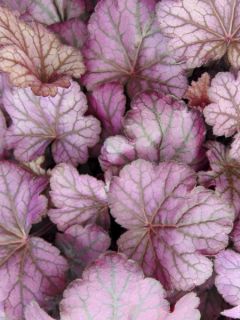 Heuchère 'Wild Rose'