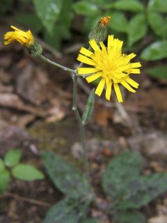 Hieracium maculatum