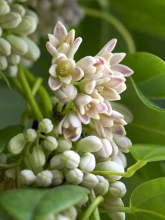 Holboellia traversii Holboellia traversii