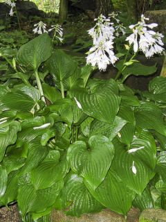 Hosta sieboldii var alba Hosta sieboldii var alba