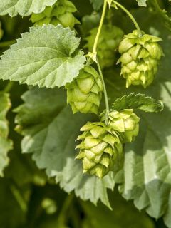 Humulus lupulus Cascade - houblon femelle