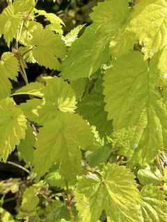 Houblon doré -Humulus lupulus Golden Tassels (Diva)