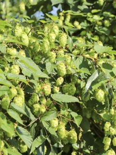 Houblon - Humulus lupulus Prima Donna