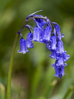 Jacinthes des Bois ou Scilles Nutans