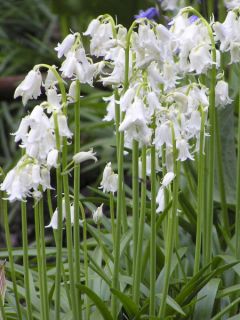 Hyacinthoides non scripta Alba - Scille nutans Blanche
