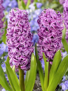 Jacinthe Purple Sensation