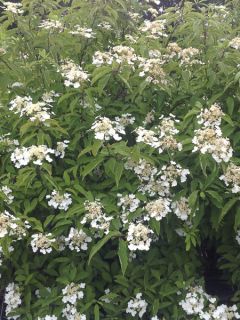 Hydrangea heteromalla Bretschneideri Hydrangea heteromalla Bretschneideri