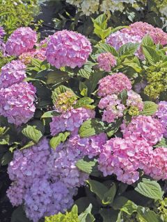 Hortensia 'So Long Rosy'