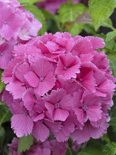 Hortensia - Hydrangea macrophylla  Dolce Farfalle