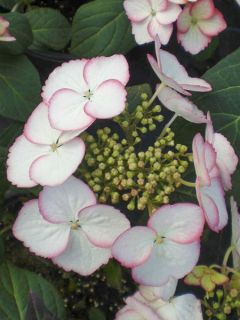 Hortensia - Hydrangea macrophylla Dolce Kiss®