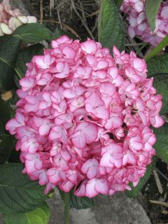 Hortensia - Hydrangea macrophylla Salsa