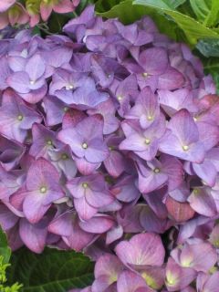 Hortensia - Hydrangea macrophylla Hovaria Hobergine
