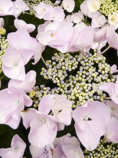 Hortensia - Hydrangea macrophylla Hovaria Hobella