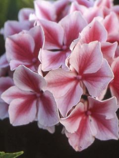 Hortensia - Hydrangea macrophylla Lady Nobuko