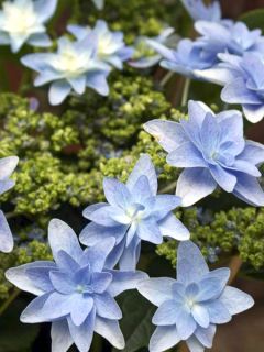 Hortensia 'Hovaria Elleair Anniversary'