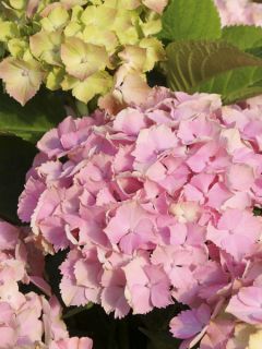 Hortensia 'Magical Harmony'