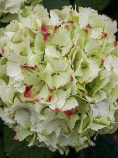 Hortensia 'Magical Jade'