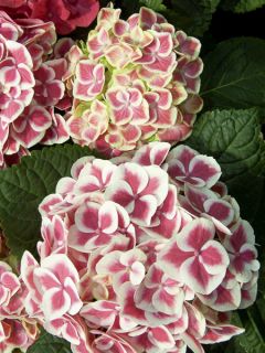 Hortensia - Hydrangea macrophylla Red Ace