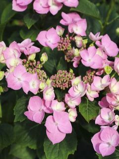 Hortensia - Hydrangea macrophylla Teller Messalina