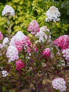 Hortensia - Hydrangea paniculata Framboisine 