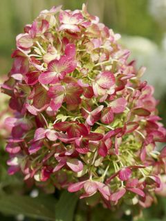 Hortensia - Hydrangea paniculata Graffiti 