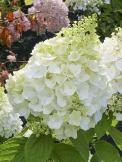Hortensia - Hydrangea paniculata Magical Mont Blanc