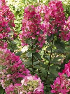 Hortensia paniculé 'Magical Vesuvio'