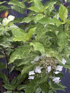 Hortensia paniculé 'Shikoku Flash'