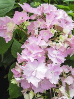 Hortensia - Hydrangea serrata Cap Sizun