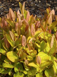 Millepertuis doré - Hypericum Golden Beacon®