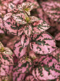 Hypoestes Hippo Pink Mini-mottes Hypoestes Hippo Pink Mini-mottes