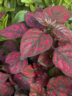 Hypoestes Hippo Red Mini-mottes Hypoestes Hippo Red Mini-mottes