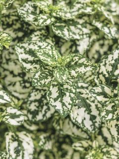 Hypoestes Hippo White Mini-mottes