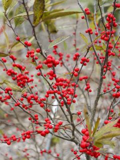 Houx verticillé femelle Maryland Beauty - Ilex verticillata 