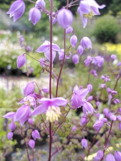 Thalictrum delavayi Hinckley