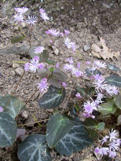 Thalictrum Evening Star - Pigamon