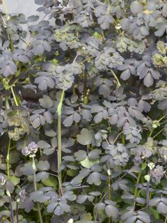 Pigamon 'Ghent Ebony'