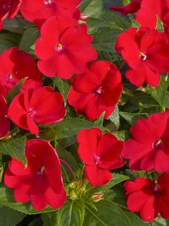Impatiens Sunpatiens Vigorous Scarlet Mini-mottes