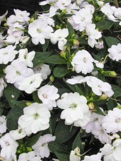 Impatiens Sunpatiens compact Blanc