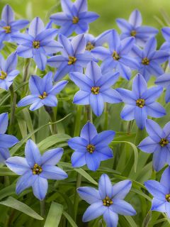 Ipheion uniflorum Jessie