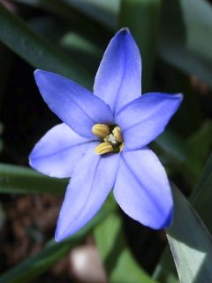 Ipheion uniflorum Jessie Ipheion uniflorum Jessie