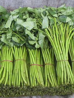 Kangkong - Epinard aquatique NT - Ferme de Sainte Marthe Kangkong - Epinard aquatique NT - Ferme de Sainte Marthe