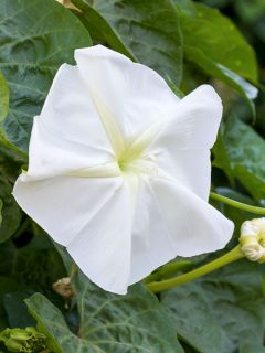 Graines d'Ipomée - Fleur de Lune Graines d'Ipomée - Fleur de Lune