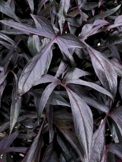 Patate douce 'Illusion Midnight Lace'