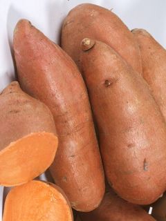 Patate douce Orléans en plants - Ipomoea batatas