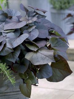 Patate douce Paradise Kaukura en plants