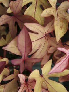 Ipomée ou Liseron bleu Sweet Caroline Bronze