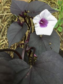 Patate douce 'Sweet Caroline Jet Black'