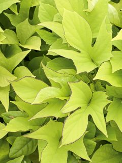 Ipomée ou Liseron bleu Sweet Caroline Light Green